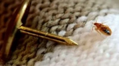 Може ли грешки да живеат во облека?